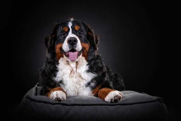 Appenzeller Sennenhund – Charakter, Pflege & alles Wissenswerte über diese Rasse