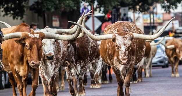 Appenzeller Havannabraun – Seltene Schweizer Rinderrasse und ihre Besonderheiten