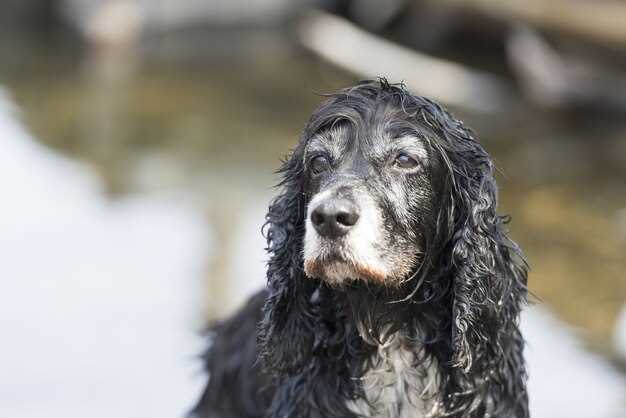 Appenzeller Sennenhund Welpen – Auswahl, Erziehung und gesunde Entwicklung