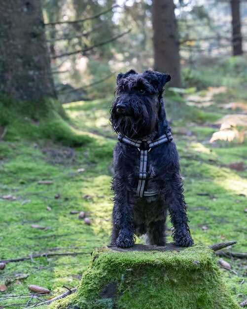 Appenzeller Sennenhund – Charakter, Pflege & Gesundheit des Schweizer Hütehundes