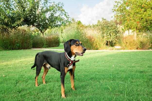 Appenzeller Sennenhund – Charakter, Pflege & Gesundheit des Schweizer Treibhundes