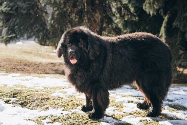 Appenzeller Sennenhund – Charakter, Pflege und alles Wissenswerte zur Rasse