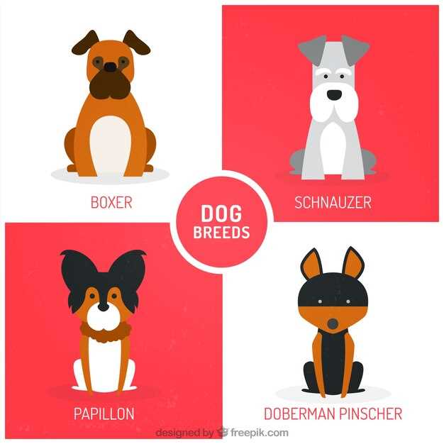 Appenzeller Sennenhund – Charakter, Verhalten und typische Eigenschaften