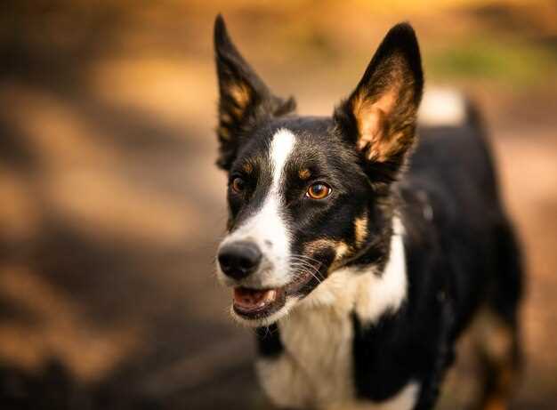 Appenzeller Sennenhund Größe – Standard, Wachstum & Gesundheit der Rasse
