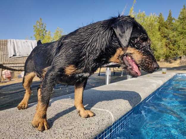 Appenzeller Sennenhund in Österreich finden – Tipps & Züchter für Ihren Welpen