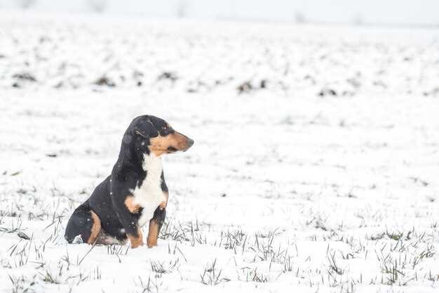Appenzeller Sennenhund Charakter – Wesen, Eigenschaften & Erziehungstipps