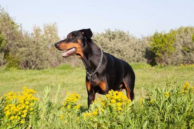 Appenzeller Sennenhund Weibchen – Charakter, Pflege & Zucht im Detail
