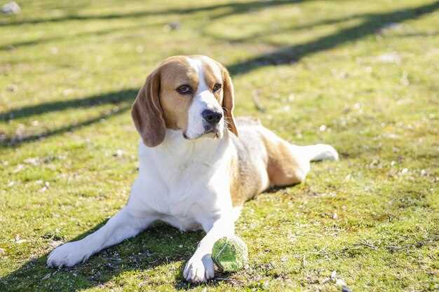 Appenzeller Sennenhund Welpen – Alles über Aufzucht, Pflege und Erziehung
