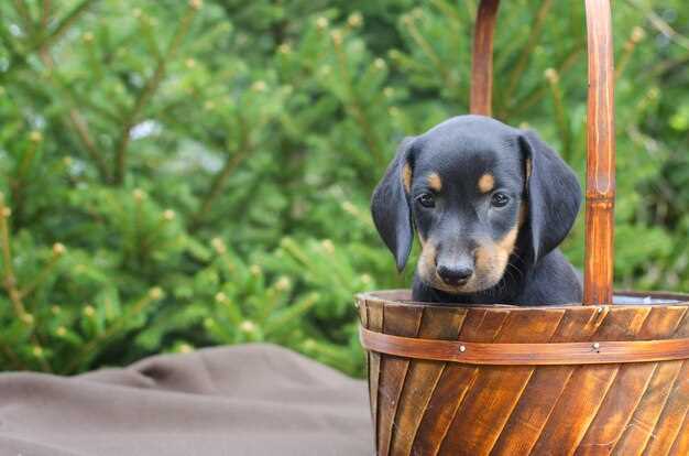 Appenzeller Sennenhund Zucht in Bayern – Richtlinien, Züchter & Welpenkauf