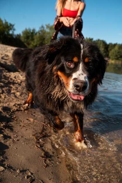 Appenzeller Sennenhund Zuchtstätten in NRW – Auswahl, Beratung & Welpen