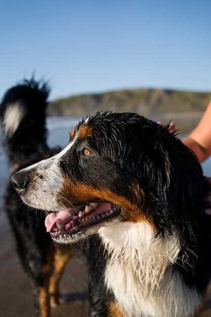 Appenzeller Sennenhund Zucht in Österreich – Erfolgreiche Züchter und gesunde Welpen