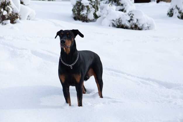 Appenzeller Sennenhund – Charakter Eigenschaften Pflege und Gesundheit