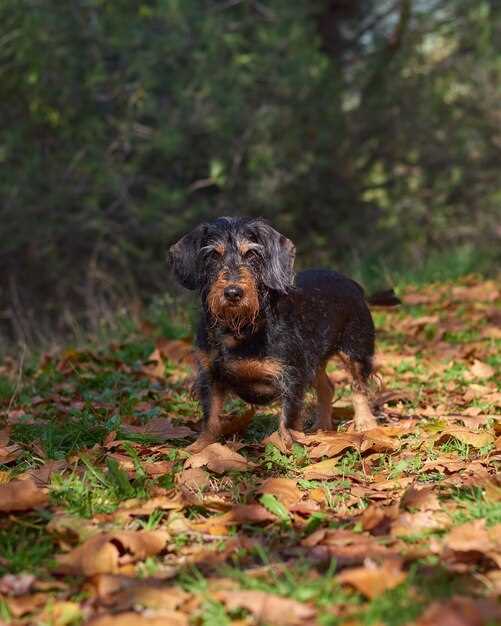 Appenzeller Sennenhund – Charakter, Pflege und alles Wissenswerte über diese Rasse