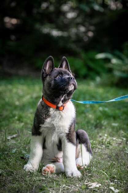 Appenzeller Sennenhund Welpen finden – Tipps für den erfolgreichen Kauf