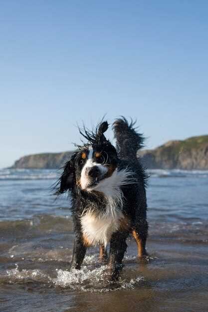 Berner Sennenhund Welpen in Niedersachsen finden Züchter & Tipps