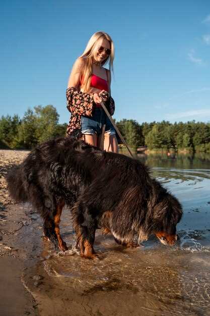 Berner Sennenhund Zucht in Niedersachsen – Erfolgreiche Züchter und Gesunde Welpen