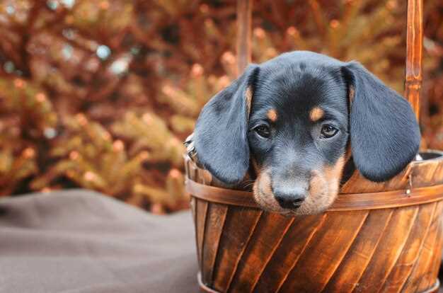 Bernersennenhund Welpen in Niedersachsen finden Züchter und Tipps