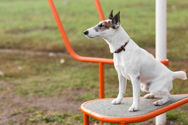 Dortmund Hundeausstellung 2016 – Ergebnisse, Highlights & Bewertung der Show