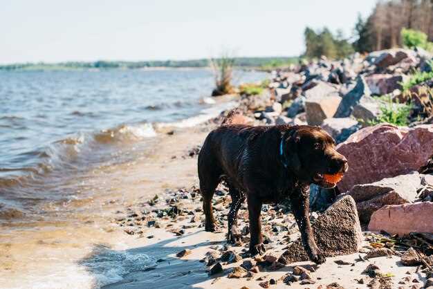 Entlebucher Sennenhund Züchter in Niedersachsen – Auswahl, Gesundheit & Charakter