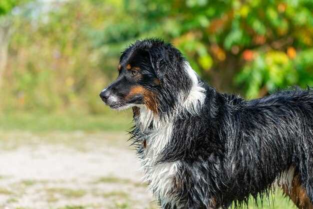 Entlebucher Sennenhund Züchter in NRW – Erfolgreiche Zuchtstätten und Welpenvermittlung
