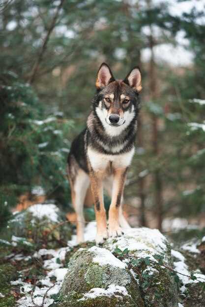 Appenzeller Sennenhund – Charakter, Pflege und Gesundheit des Schweizer Hirtenhunds
