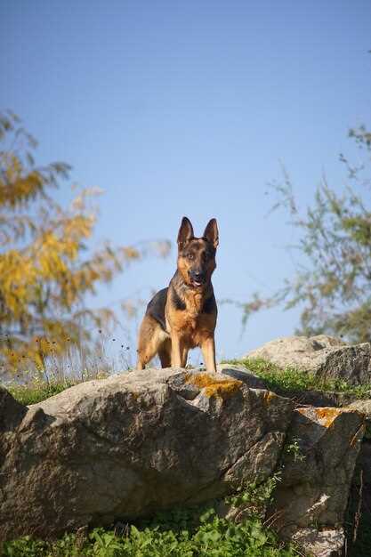 Appenzeller Sennenhund – Charakter, Haltung & Gesundheit der Schweizer Hunderasse
