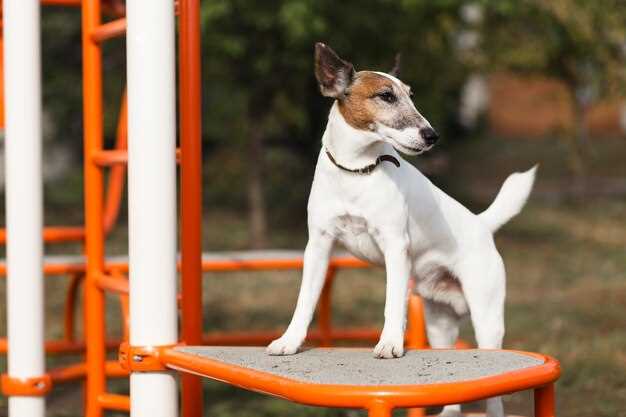 Hundeausstellung 2014 – Ergebnisse, Highlights und die schönsten Momente