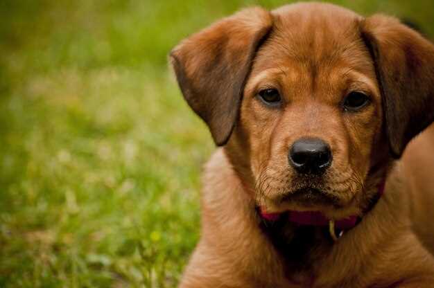 Hundewelpen in Niedersachsen finden – Tipps für Züchter und neue Besitzer