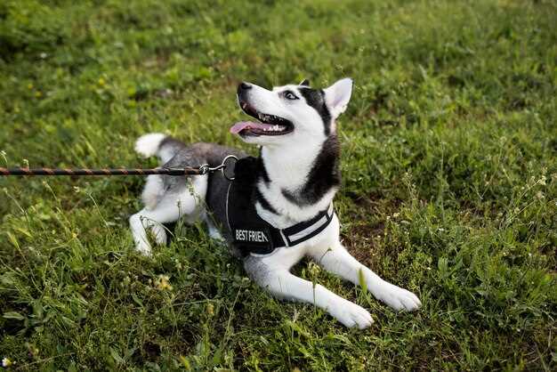 Der Schutzhund – Zucht, Ausbildung und Eigenschaften des idealen Gebrauchshundes