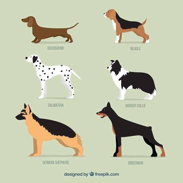 Appenzeller Sennenhund – Wesen, Haltung und Gesundheit des Schweizer Treibhundes