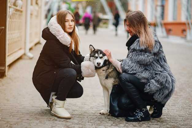 Sennenhund Welpen finden & kaufen Ratgeber – Züchter, Preise & Tipps