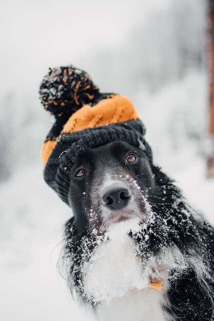 SSV Hund – Zucht, Ausbildung & Sportliche Erfolge Deutscher Schäferhunde