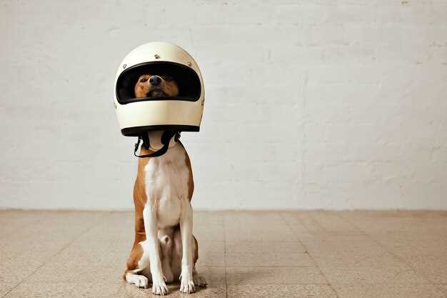 SSV Hunde – Zucht, Ausbildung und Gesundheit des Schutzhundevereins