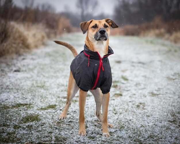 SSV Schweizer Sennenhunde – Zucht, Gesundheit und Charakter der Rassen