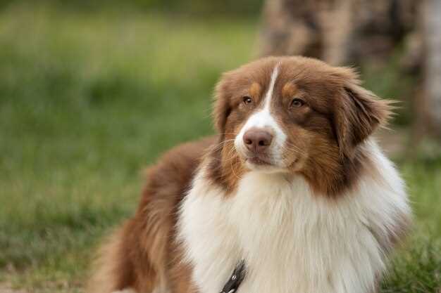 Appenzeller Sennenhund Welpen – Aufzucht, Pflege & Charakteristika