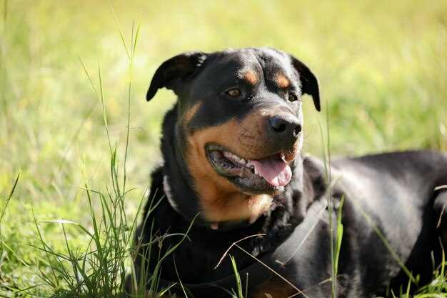Appenzeller Sennenhund Lebenserwartung – Faktoren und Tipps für ein langes Hundeleben