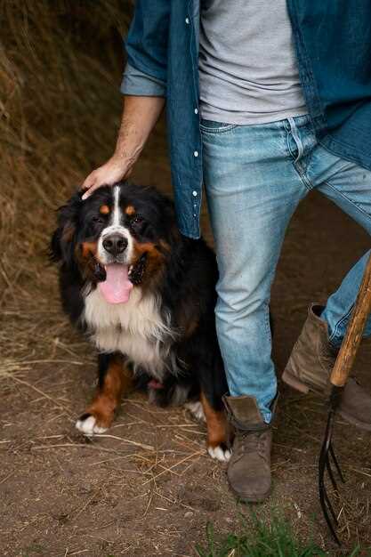 Appenzeller Sennenhund Zucht – Erfolgreiche Züchter und ihre wertvollen Tipps